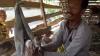 Viral, Kambing Bermata Satu Lahir di Simalungun