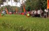 Meski Dikenal Tandus dan Gersang, Produksi Padi di Gunungkidul Capai 30.000 Ton