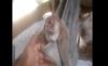 Video Viral Anak Kambing Bermata Satu di Sumut