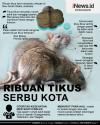Infografis Ribuan Tikus Serbu Kota, Bikin Tanah Berguncang