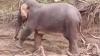 Kasihan, Gajah Betina di Aceh Timur Ini Infeksi Parah akibat Serangan Pejantan Birahi