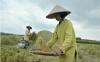 Bulog Sumsel Serap 12.000 Ton Beras Petani