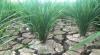 CIPS: El Nino Ancam Produktivitas Pertanian dan Ketahanan Pangan  