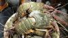 Menteri KKP Ingin Lombok Jadi Pusat Budi Daya Lobster Kelas Dunia