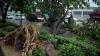 Pohon Tumbang Diterjang Angin Kencang Tutup Jalan Somba Opu Gowa