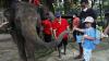 Serunya Memberi Makan Gajah Koleksi Solo Zoo - Bagian 1