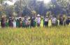 Kulonprogo Sukses Kembangkan Padi untuk Penanganan Stunting di Sawah Cetak Lahan Baru