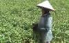 Permintaan Sayur Kangkung di Lombok Meningkat Selama Ramadan