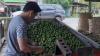 Petani Jeruk Sambas Menuai Berkah, Harga Melonjak Rp11.000 per Kilogram
