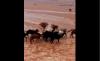 Viral Video Kawanan Unta Terjang Banjir Bandang di Tengah Gurun Arab Saudi