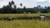 Gunakan Dua Varietas Padi Produk HKTI, Hasil Panen Petani Melimpah 