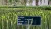 4 Ekor Elang Dilepas di Hutan Mangrove Bangka Tengah