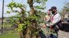 Gairahkan Pariwisata Borobudur dengan Kontes Bonsai - Bagian 2
