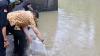 Peringati Hari Lingkungan Hidup, Bobby Nasution Tabur 4.000 Benih Ikan di Sungai Deli