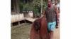 Orang Utan yang Viral Masuk Kampung di Paser Kaltim Akan Dites Covid-19