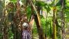 Kok Bisa, Buah Pisang di Majalengka Malah Tumbuh di Batang Pohon