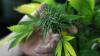  Wapres Minta MUI Buat Fatwa Soal Ganja untuk Medis