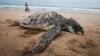 Banyak Diburu, Populasi Penyu Terancam Punah - Bagian 1