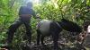 BKSDA Lepas Siamang dan Tapir ke Taman Nasional Kerinci Seblat - Bagian 2