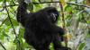 BKSDA Lepas Siamang dan Tapir ke Taman Nasional Kerinci Seblat - Bagian 3