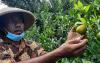 Petani Bantul Sukses Budidaya Jeruk Siam di Lahan Pesisir