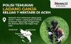 Infografis Pengungkapan 7 Hektare Ladang Ganja di Aceh
