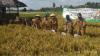 Hore, Petani Padi Namang Panen 6,2 Ton per Hektare