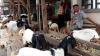 Terdampak PPKM Darurat, Pasar Kambing Tanah Abang Sepi Pembeli - Bagian 3