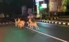 Viral 6 Ekor Rusa Keliaran di Denpasar Malam Hari, Netizen: Kok Bisa Lewat Penyekatan?