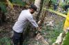 Tragis, Pedagang Kelapa Muda di Kulonprogo Tewas Terjatuh saat Petik Buah