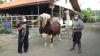 Sapi Simental Berbobot 1,69 Ton dari Presiden Jokowi Tiba di Palembang