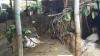 Harga Kambing di Tabalong Naik Jelang Idul Adha, Ada yang Dijual Rp7 Juta