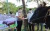 Sebar 100 Hewan Kurban, Gubernur Sumsel Sebut Masyarakat Butuh Perhatian