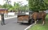 Hendak Disembelih, Sapi Kurban di Palangka Raya Kabur ke Jalan Protokol
