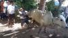 Sapi Ngamuk di Madina, Tendang Panitia Pemotongan Hewan Kurban hingga Tersungkur