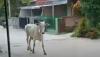 Sapi Kurban di Bandarlampung Lepas dan Mengamuk saat Hendak Disembelih