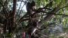 Melihat Aneka Satwa Liar di Balik Hutan Mangrove Wonorejo - Bagian 2