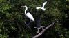 Melihat Aneka Satwa Liar di Balik Hutan Mangrove Wonorejo - Bagian 1