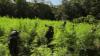 BNN Temukan 2 Hektare Ladang Ganja Siap Panen di Aceh Besar