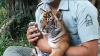 Menggemaskan, 2 Ekor Bayi Harimau Sumatra Lahir di Taman Safari Prigen