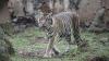 Ngeri, Remaja di Riau Tewas Dimangsa Harimau, Beberapa Anggota Tubuh Hilang