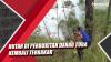 Video Hutan di Perbukitan Danau Toba Kembali Terbakar