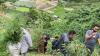 Polisi Temukan Ladang Ganja di Berastagi