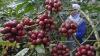 Hasil Panen Kopi Robusta Petani Temanggung Meningkat 2 Kali Lipat