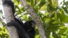 3 Ekor Siamang Dilepas ke Suaka Margasatwa Dangku Sumsel - Bagian 2