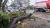 Pohon Tumbang Timpa Kios dan Pemotor di Jalan Yos Sudarso Medan