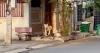 Viral Singa Peliharaan Dilepas Jalan-Jalan di Kota, Penyebabnya Bikin Geleng Kepala