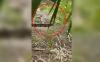 Viral Buaya Berjemur di Kebun Sawit Tertangkap Kamera Warga
