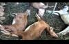 Belasan Kambing Milik Warga Gunungkidul Mati dengan Luka Bekas Gigitan