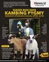 Infografis Warga Bantul Sukses Budi Daya Kambing Pygmy, Seekor Anakan Dijual Rp25 Juta